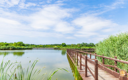 Wooden walkway on the lake with green grass and blue skyの写真素材