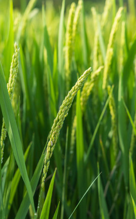 Close up of green rice in rice field, Thailand. (Selective focus)の写真素材