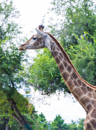 Giraffe in the zoo, Thailand. (Reticulated Giraffe)の写真素材