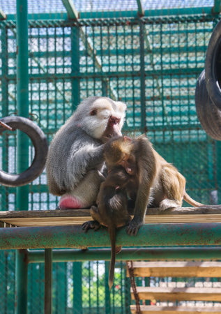 Monkey family in the cage at the zoo. The monkey is a symbol of love.