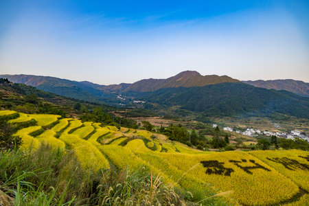 Terraced rice field in Mae Hong Son province, Thailand.の写真素材