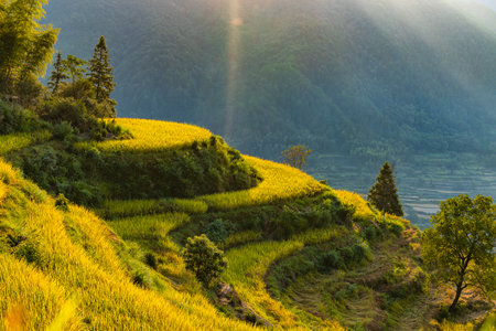 Rice fields on terraced of Mu Cang Chai, YenBai, Vietnamの写真素材