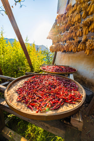 Chilli peppers drying on the sun in the village of Chiang Mai, Thailand.の写真素材