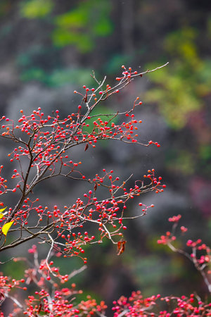 Red berries on the branches in autumn forest. Shallow depth of field.の写真素材