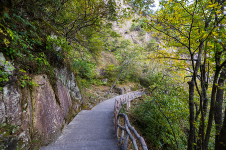 Wooden walkway in the autumn forest on a sunny day.の写真素材