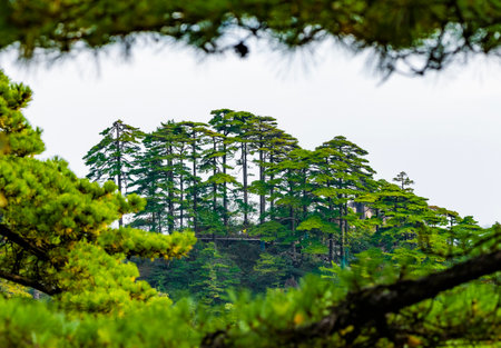 Pine trees in a Japanese garden on the island of San Miguel.の写真素材