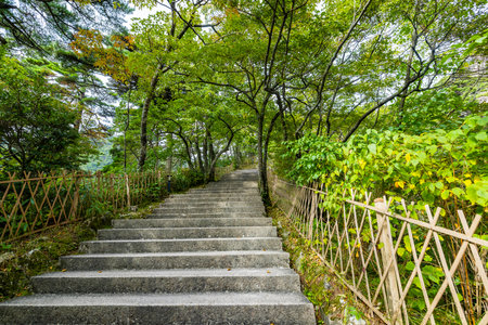 Staircase in the forest at Nantou, Taiwan.の写真素材