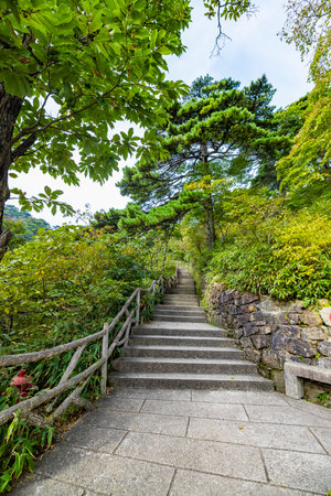 Staircase in the Japanese garden with green trees and bushes.の写真素材