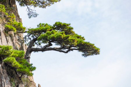 Pine tree on the top of a rock with blue sky backgroundの写真素材