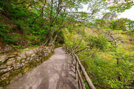 Tourists walking on the trail in Kamakura, Japan.の写真素材