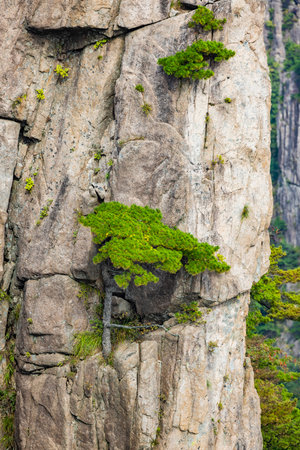 Green tree growing on the cliff in Huangshan National Park, Chinaの写真素材