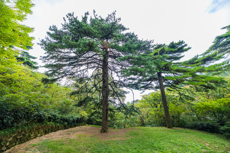 Pine trees in the botanical garden of Seoul, South Koreaの写真素材