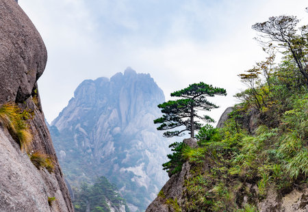Mount Huangshan in Anhui Province, China. The Huangshan is the highest mountain in the world.の写真素材