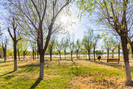 Landscape view of a park with trees and grass in a sunny dayの写真素材