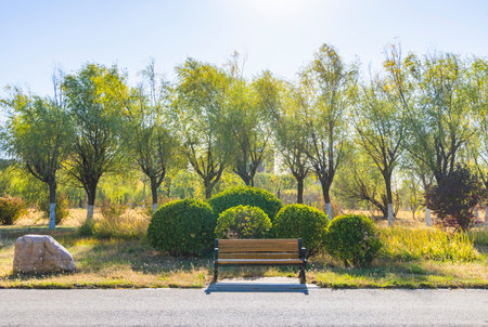 Bench in the park with green trees and blue sky in sunny dayの写真素材