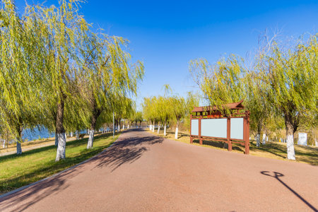 Bicycle path in the park with willow trees in the backgroundの写真素材