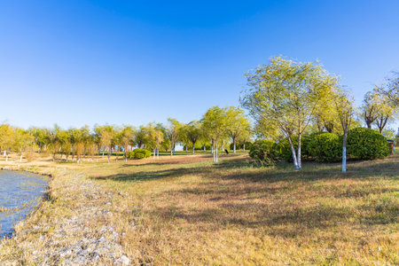 Landscape view of grass and trees in a park, Thailand.の写真素材