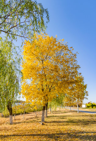Ginkgo biloba tree with yellow leaves on blue sky backgroundの写真素材