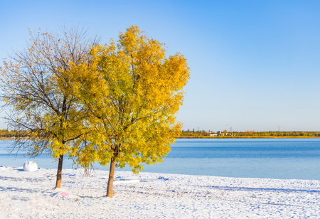 Willow trees with yellow leaves on the shore of a frozen lakeの写真素材