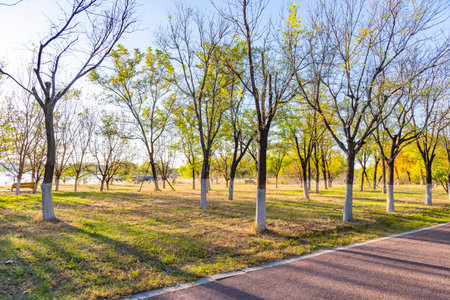 Trees in the park in the morning, beautiful nature background.の写真素材