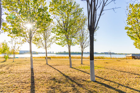Trees in a park by the lake on a sunny day.の写真素材