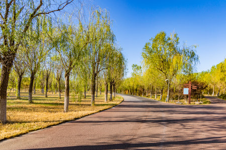 Asphalt road in the park under the blue sky with white cloudsの写真素材