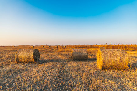 Agricultural field with hay bales in the countryside at sunsetの写真素材