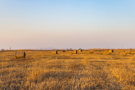 Hay bales on the field at sunset. Rural landscape in the evening.の写真素材