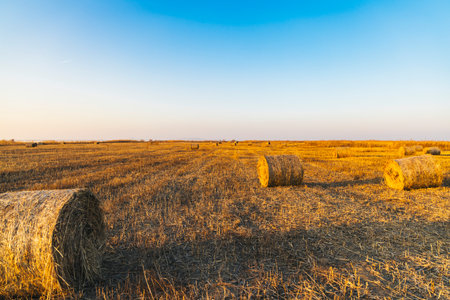 Hay bales on the field at sunset. Rural landscape with haystacks.の写真素材