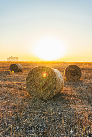 Straw bales on the field at sunset. Agricultural landscape.の写真素材
