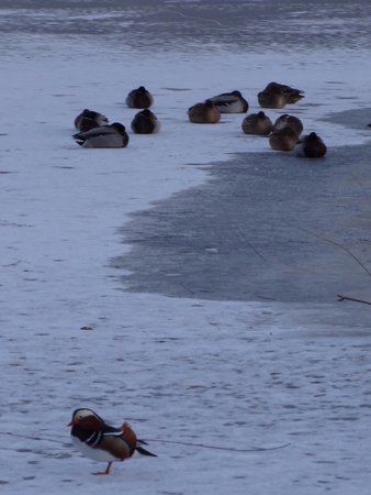 Mandarin ducks on ice lakeの素材