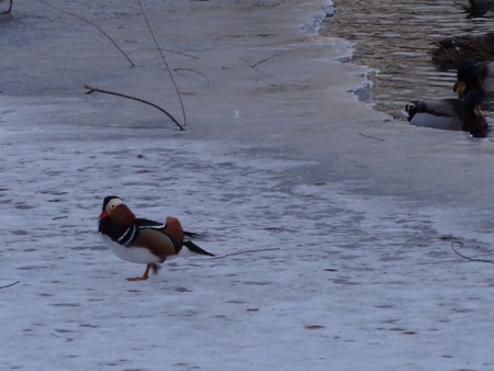 Mandarin duck on ice lakeの素材
