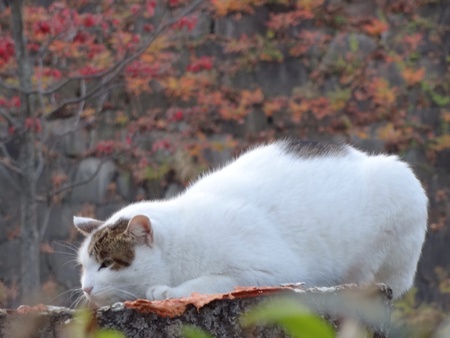 Cat in crouching positionの素材