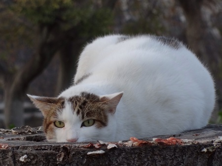 Cat resting on a tree stumpの素材