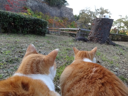 Two tabby cats watching a white cat on tree stumpの素材