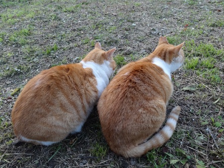 Two tabby cats on grassの素材