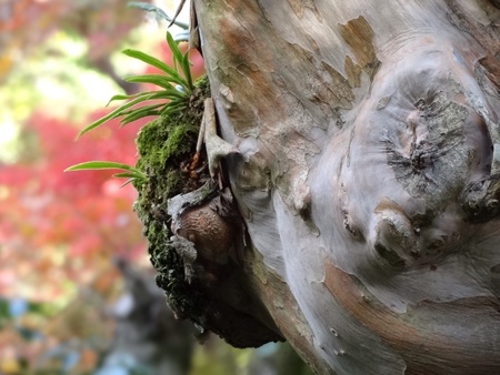 Growth on tree trunkの素材