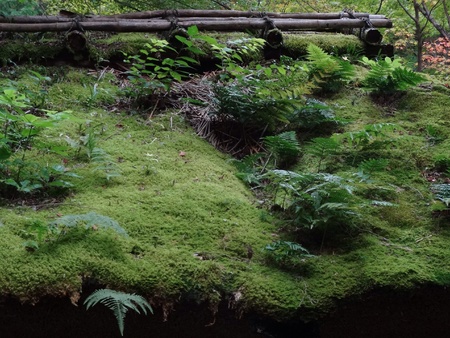 Moss on a rooftop