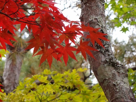 Autumn leavesの素材