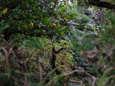 Orange treeの素材