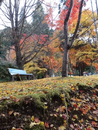 Bench in a park during autumn の素材