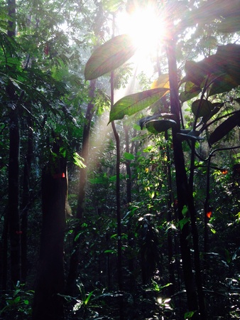 Sunbeam penetrating through thick jungleの素材