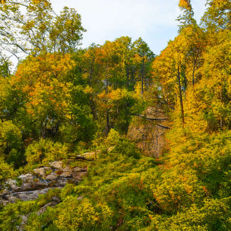 Scenic AI generated forest