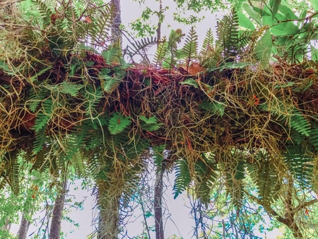 Hanging overgrown plants on a branchの素材