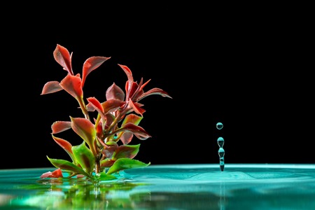 Green plant in azure water with splash falling drops of water isolated on a black backgroundの写真素材
