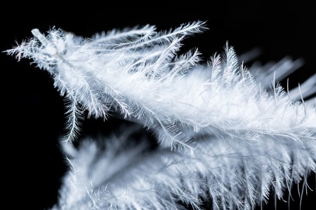 Feather super macro texture isolated on black backgroundの写真素材