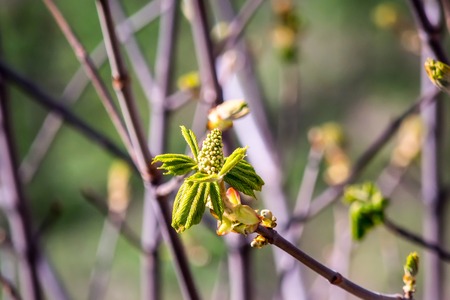 Blooming chestnut, green leaves, tree branch with green leavesの写真素材
