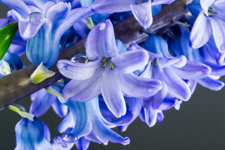 hyacinth purple flowers with drops of water on dark backgroundの写真素材