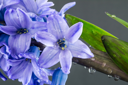 hyacinth purple flowers with drops of water on dark backgroundの写真素材