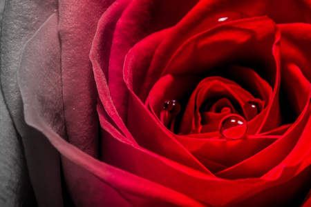 Red scarlet rose closeup macro with water drops background textureの写真素材